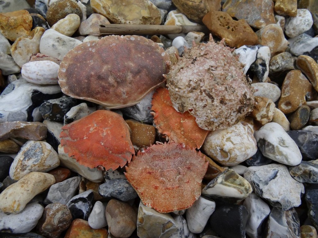 crab shells